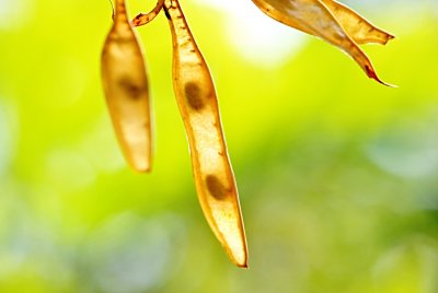 Cladrastis kentukea 'Perkins Pink'- křehovětvec žlutý 'Perkins Pink'- smena v lusku